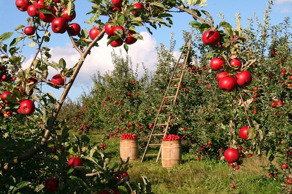 Verger avec pommes mures et échelle pour les cueillir