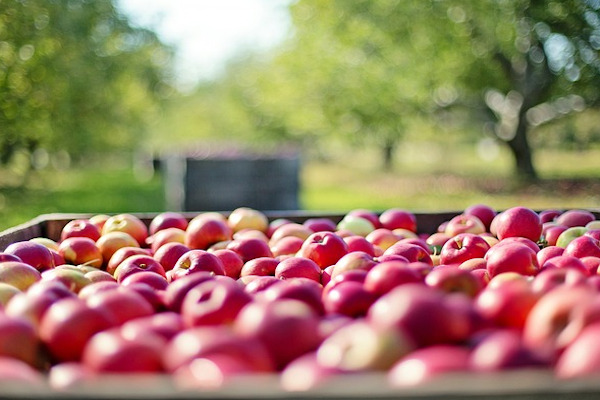 Palox de pommes dans un verger